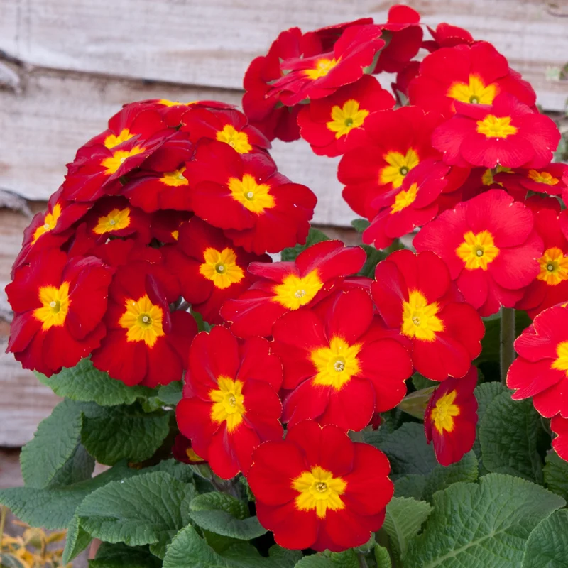 247plants3912115