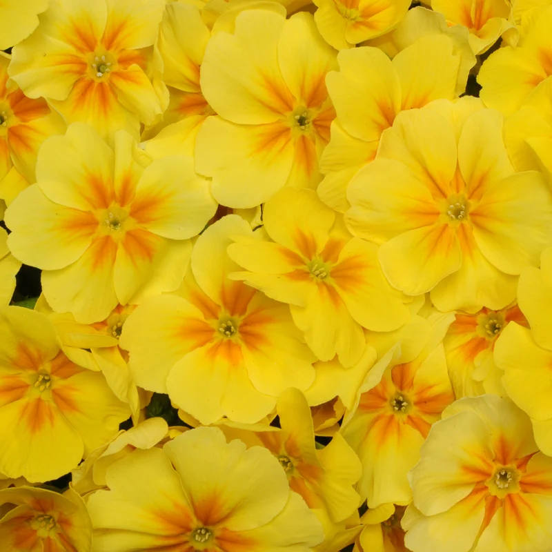 247plants3912482