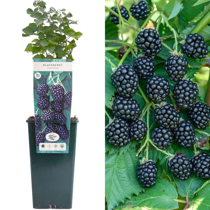 247plants3912763