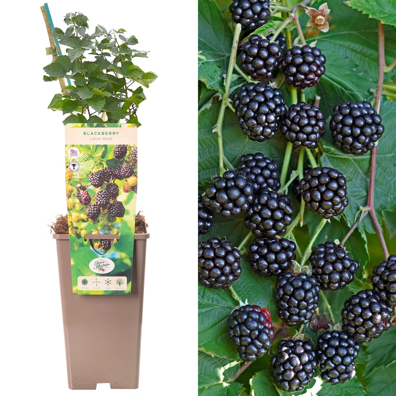 247plants3912873