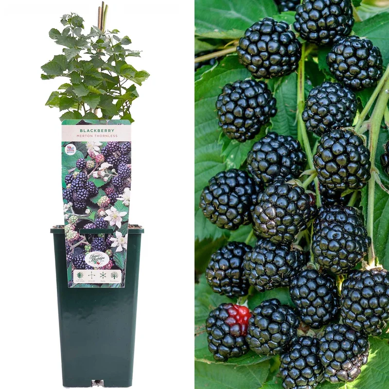 247plants3912911