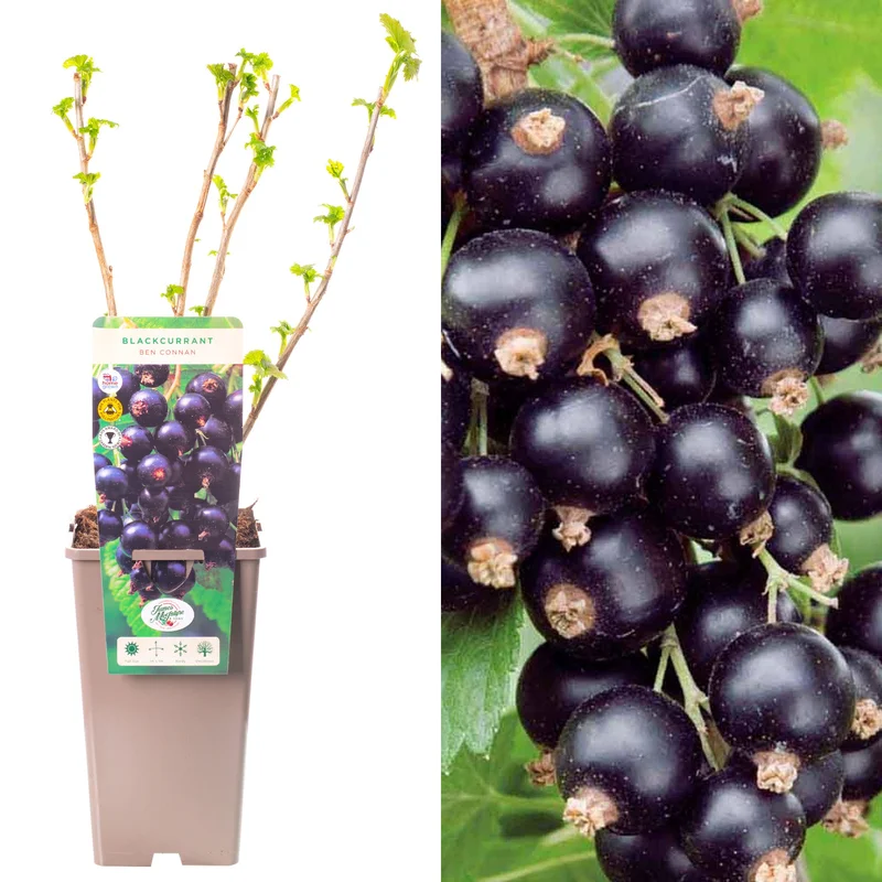 247plants3913146