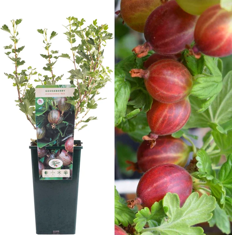 247plants3913632