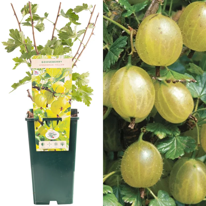 247plants3913673