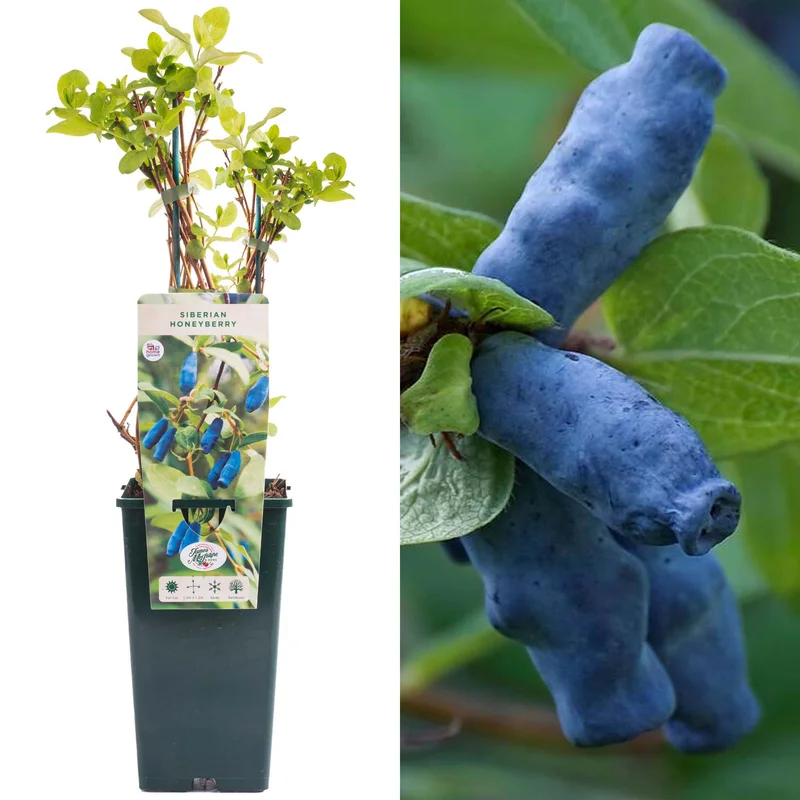 247plants3913875