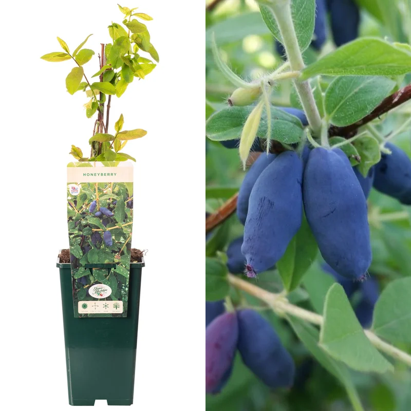 247plants3914017