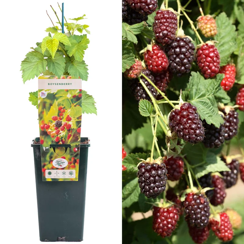 247plants3914047