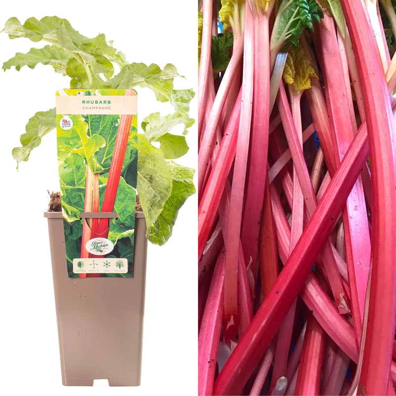 247plants3914639