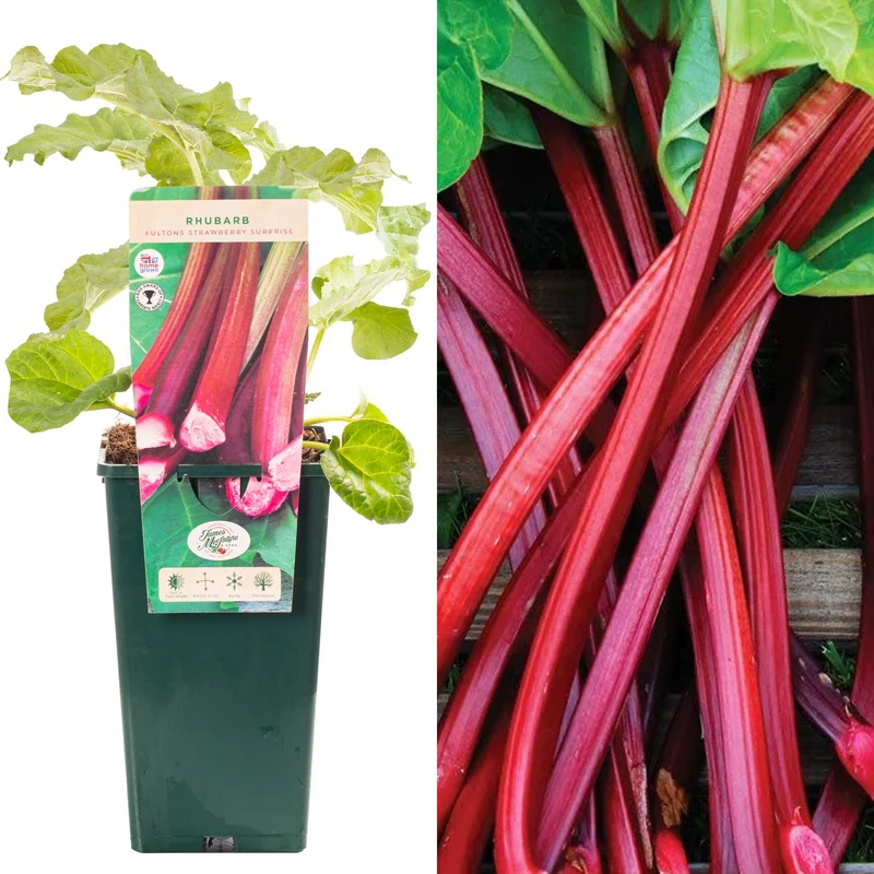 247plants3914676