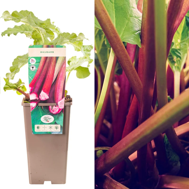 247plants3914742