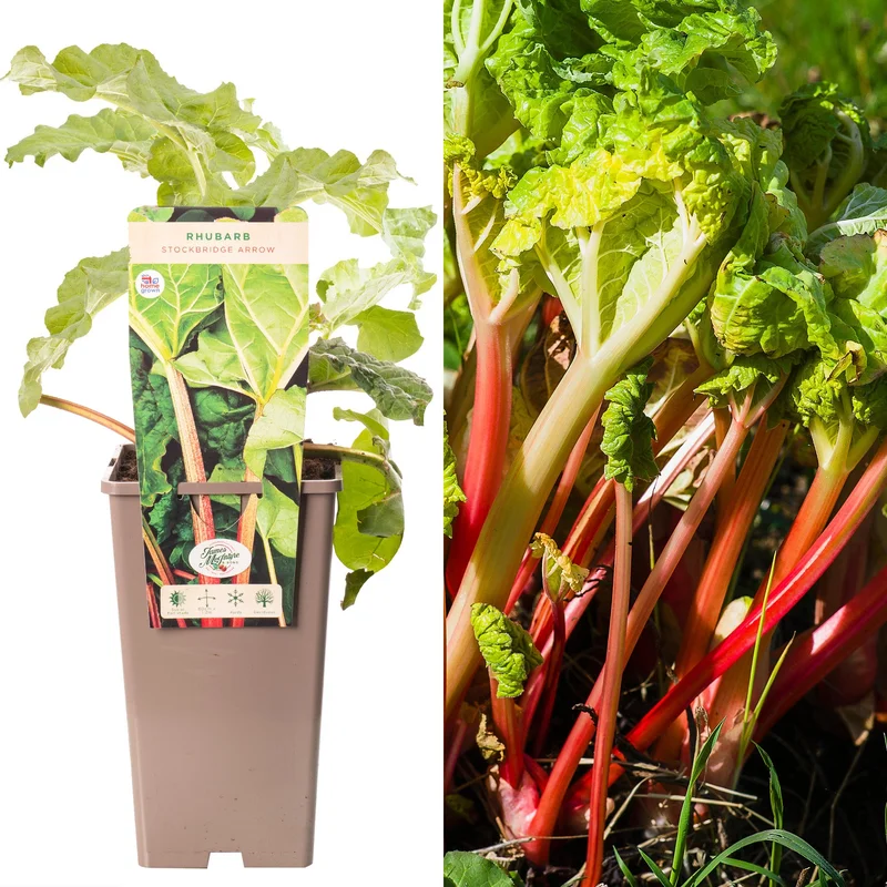 247plants3914798