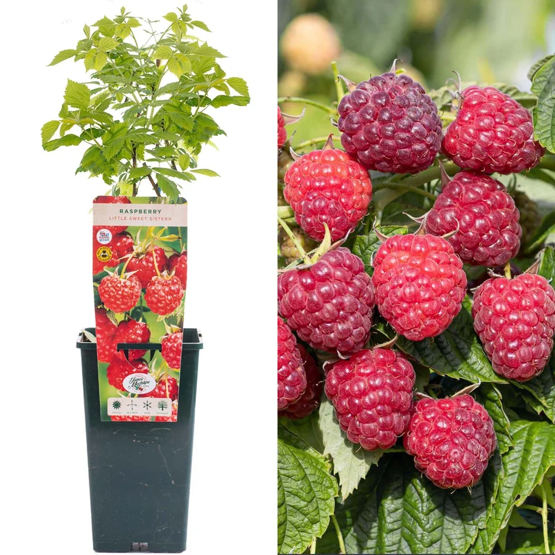 247plants3914886