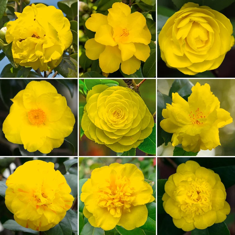 247plants3915265