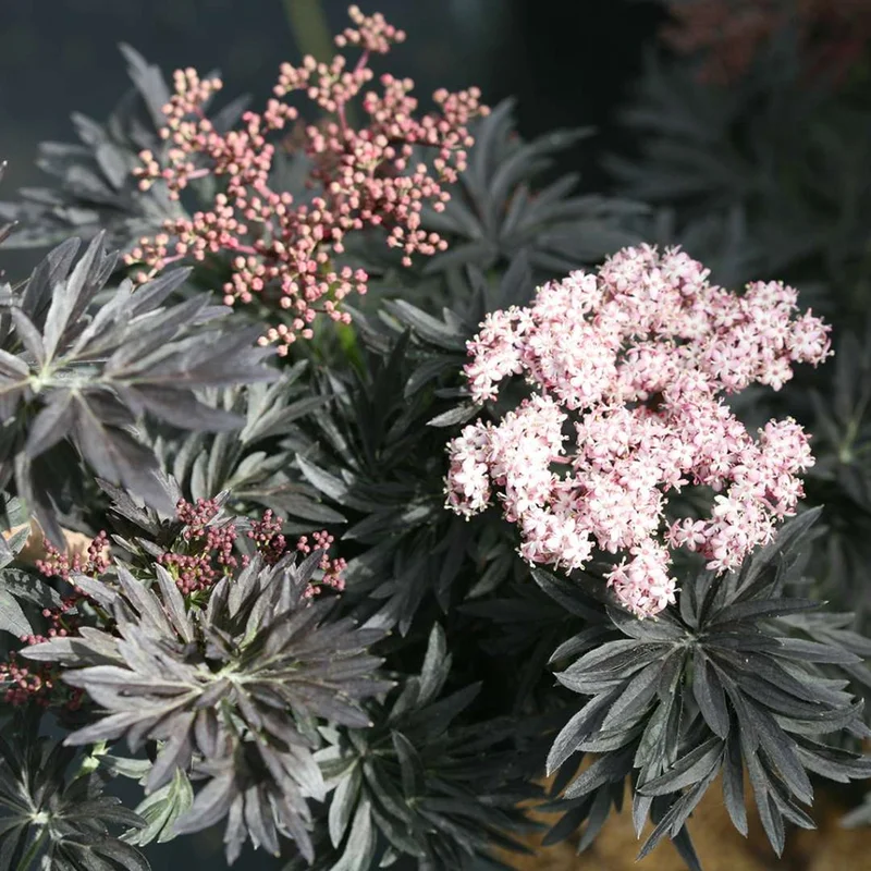 247plants3916344