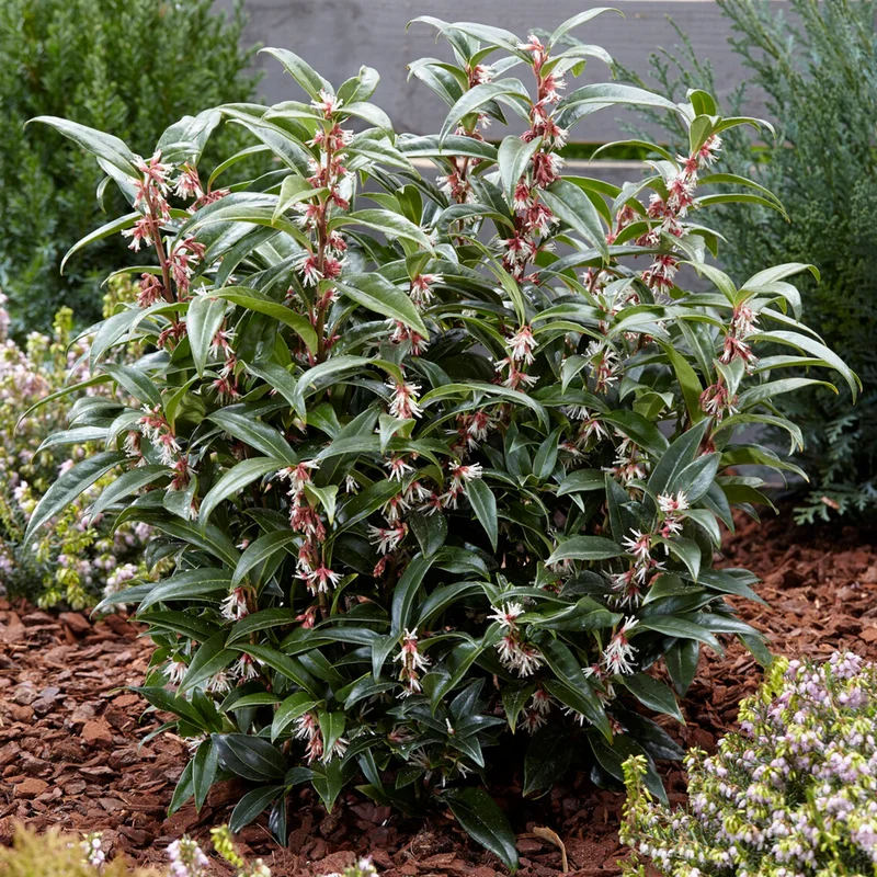 247plants3916464