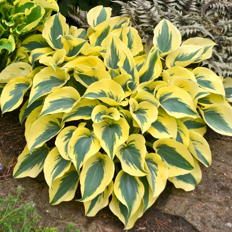 247plants3916513