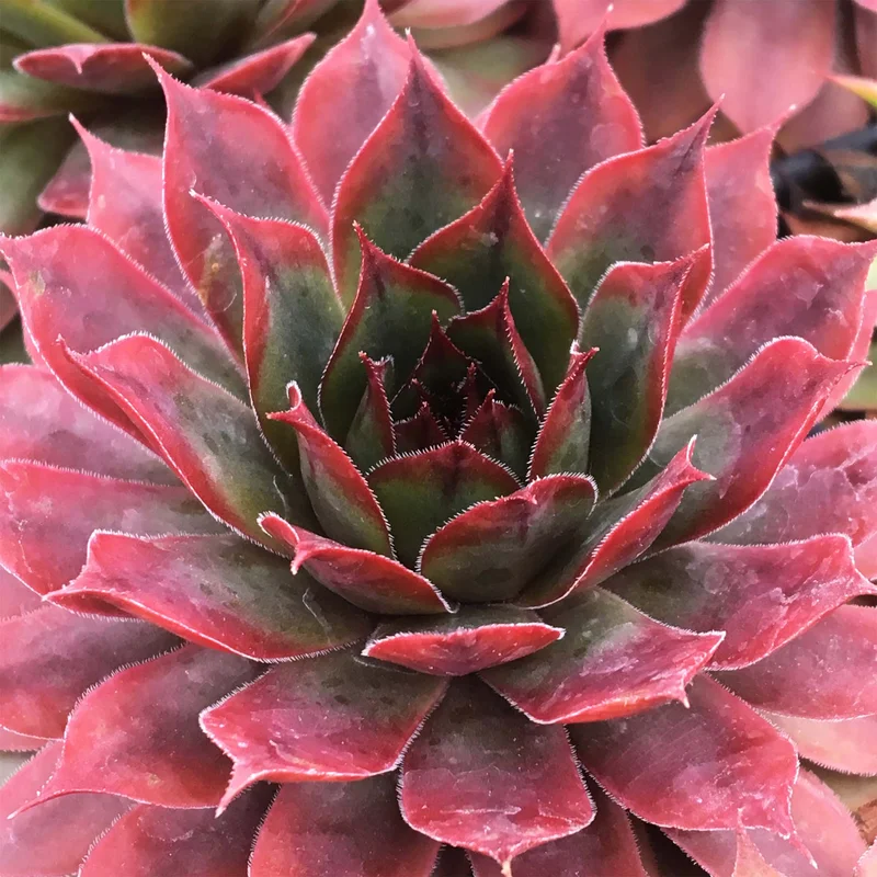247plants3916628