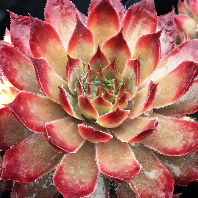 247plants3916674