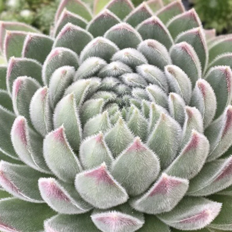 247plants3916711