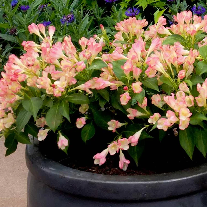 247plants3916882