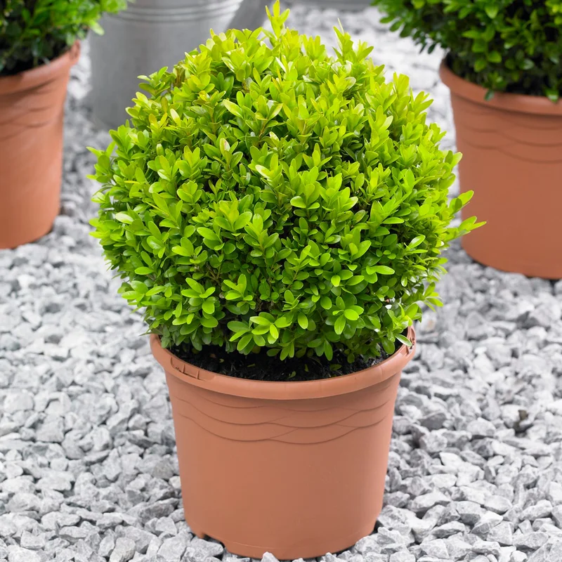 247plants3917439
