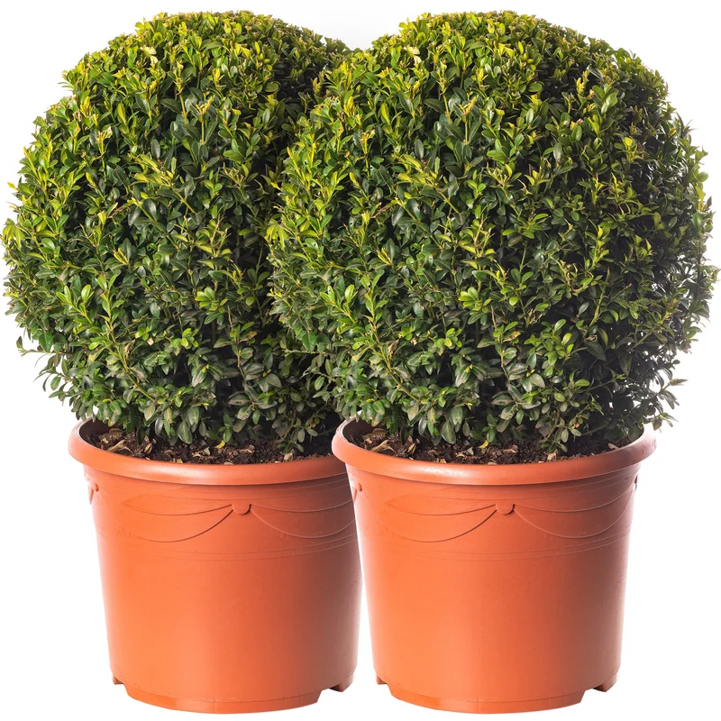 247plants3917516