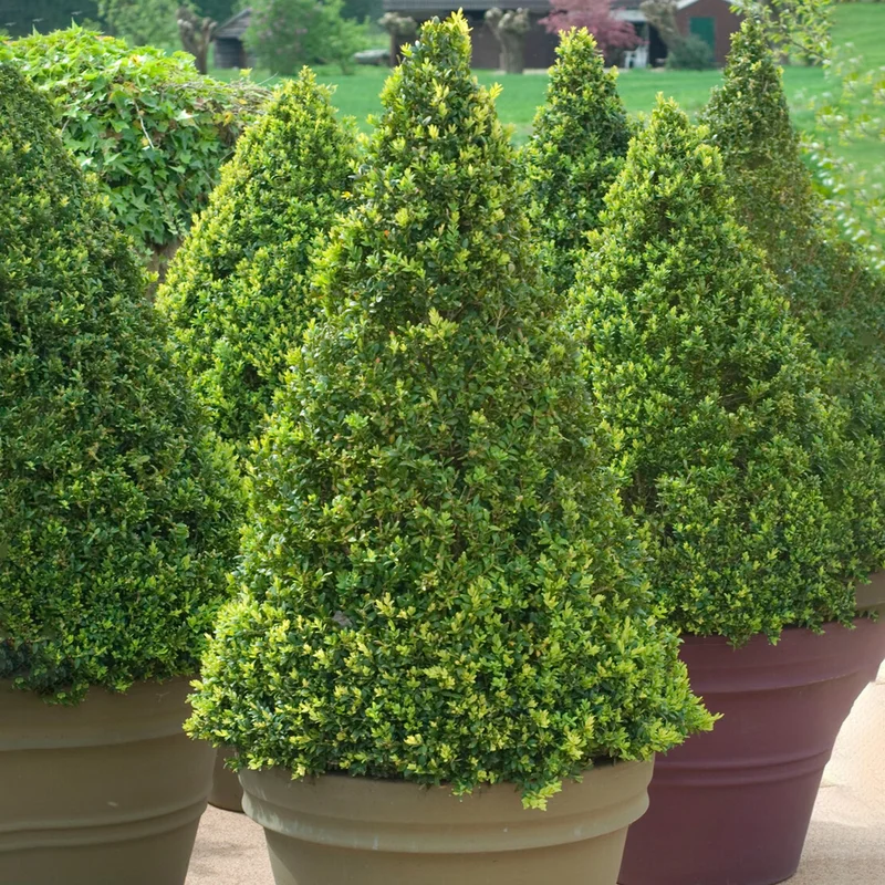 247plants3917824
