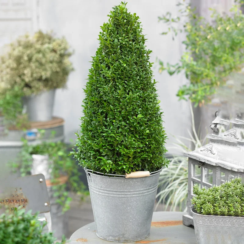 247plants3917881