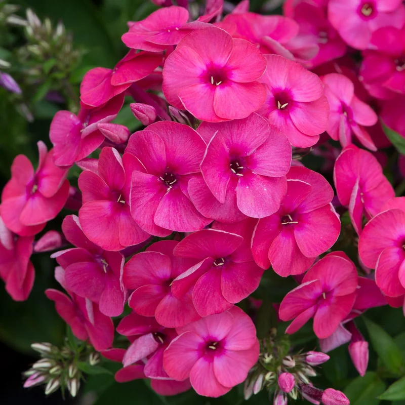 247plants3918669