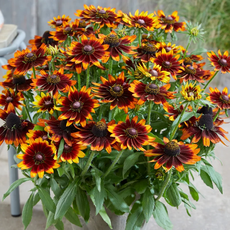 247plants3918832