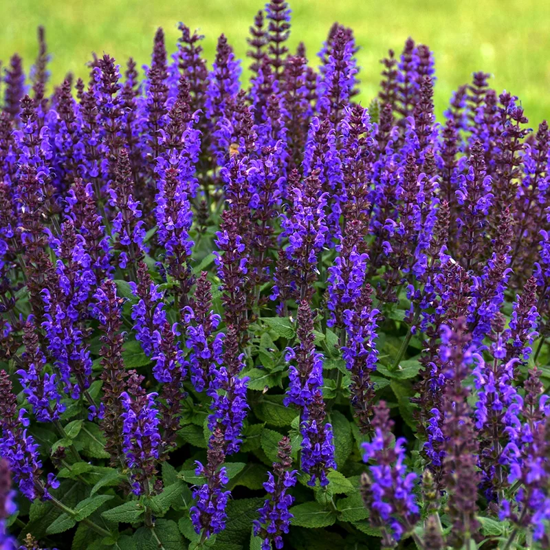 247plants3919062