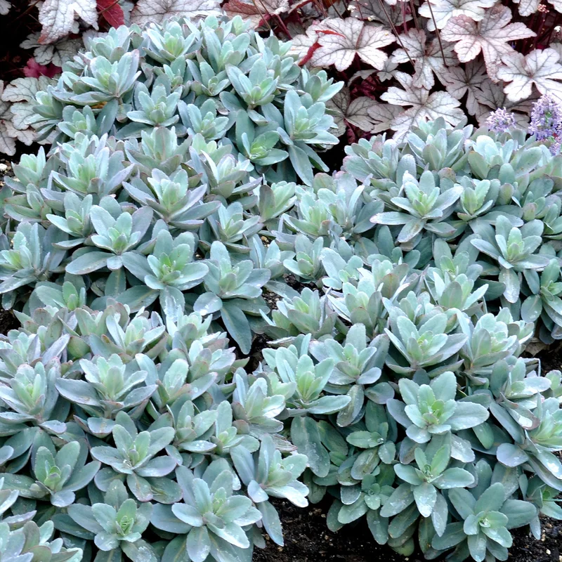 247plants3919290