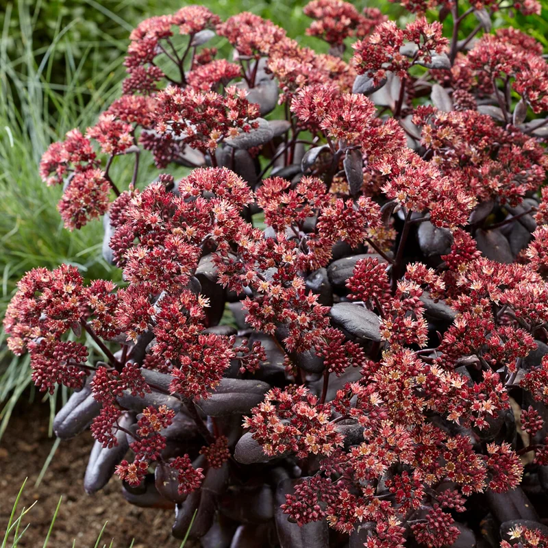 247plants3919365
