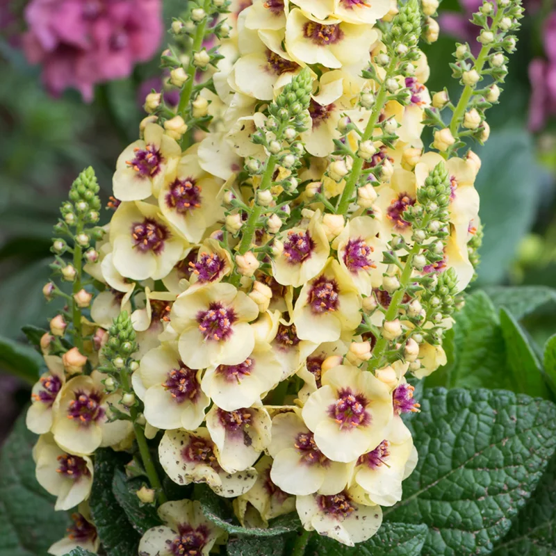 247plants3919488