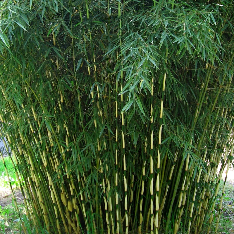 247plants3919701