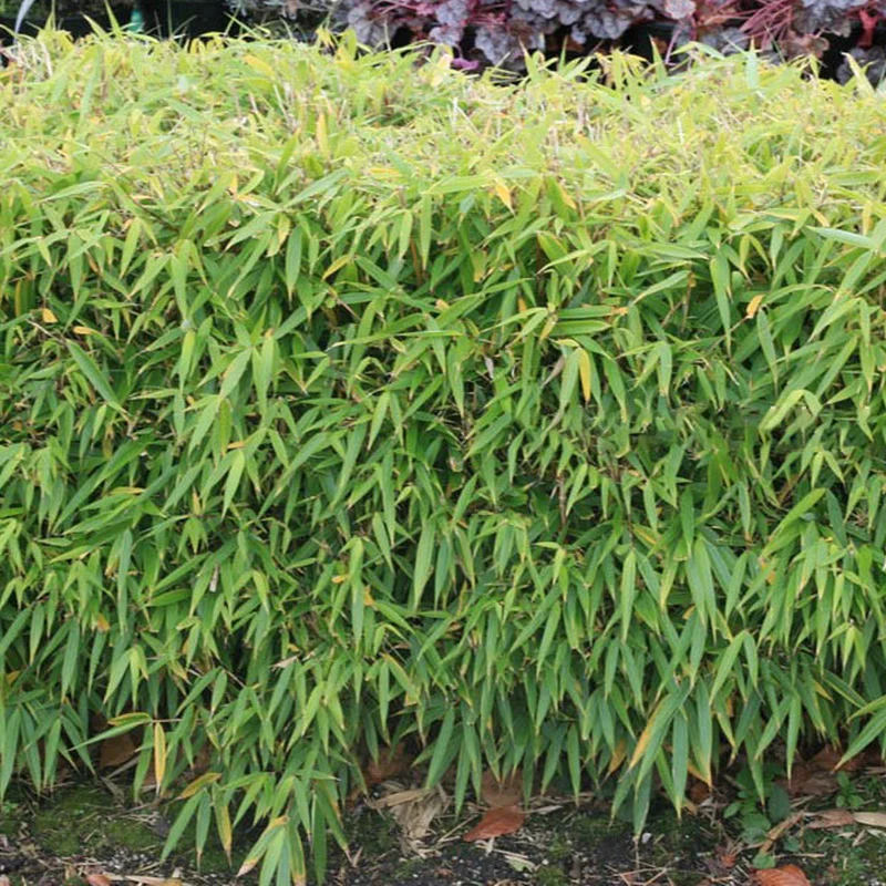 247plants3919759