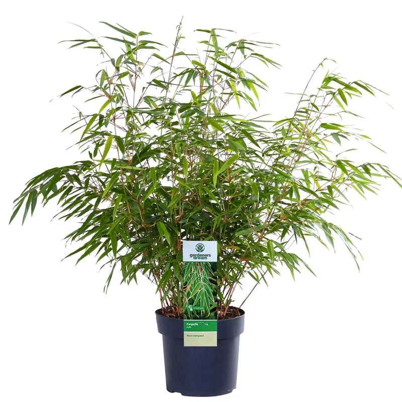 247plants3919813