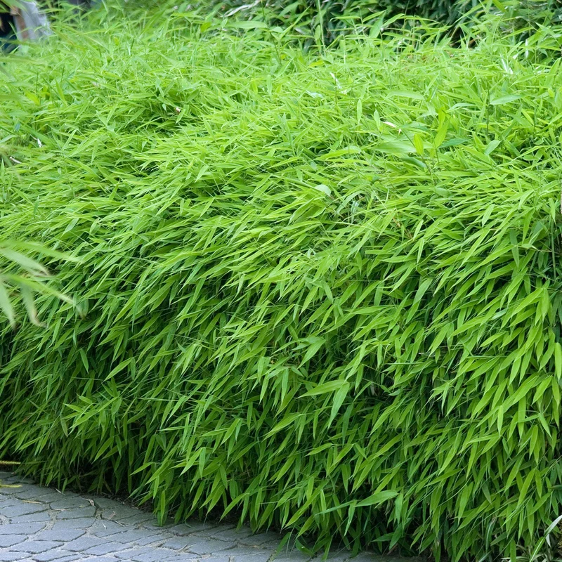 247plants3919979