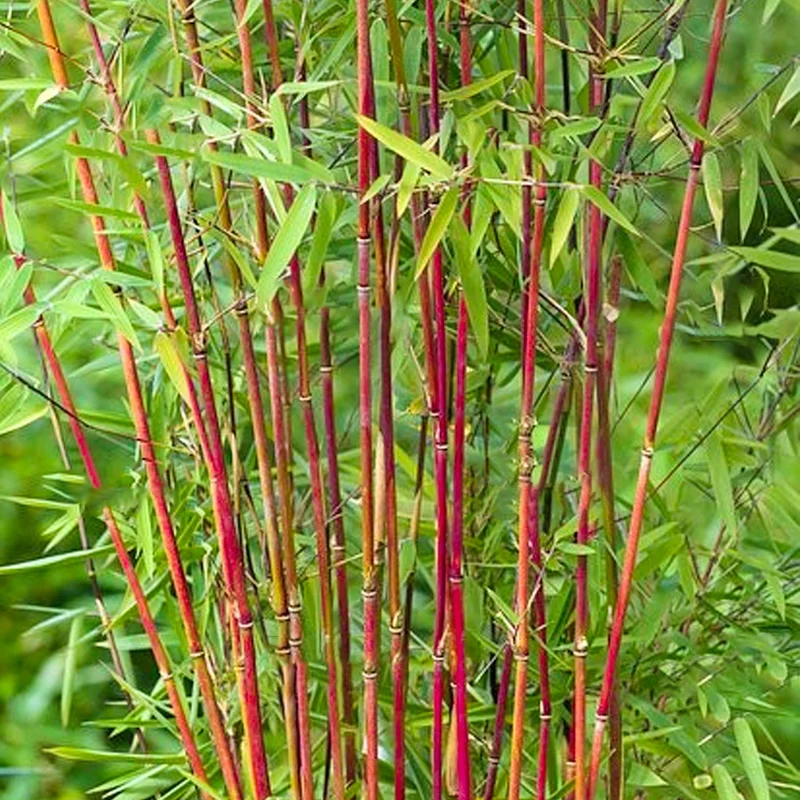 247plants3920086