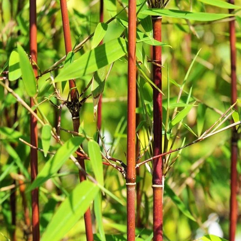 247plants3920126