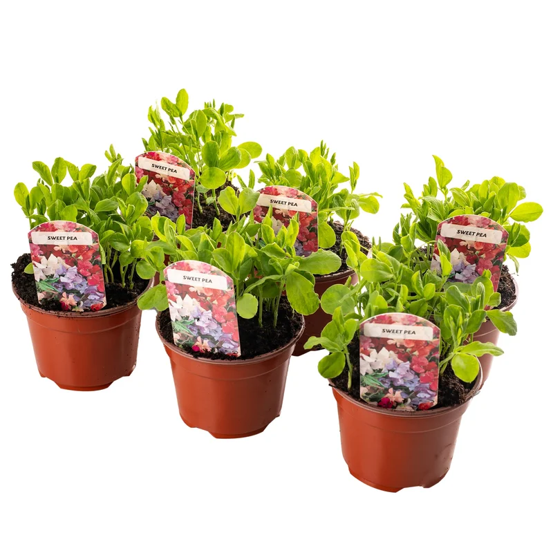 247plants3920311