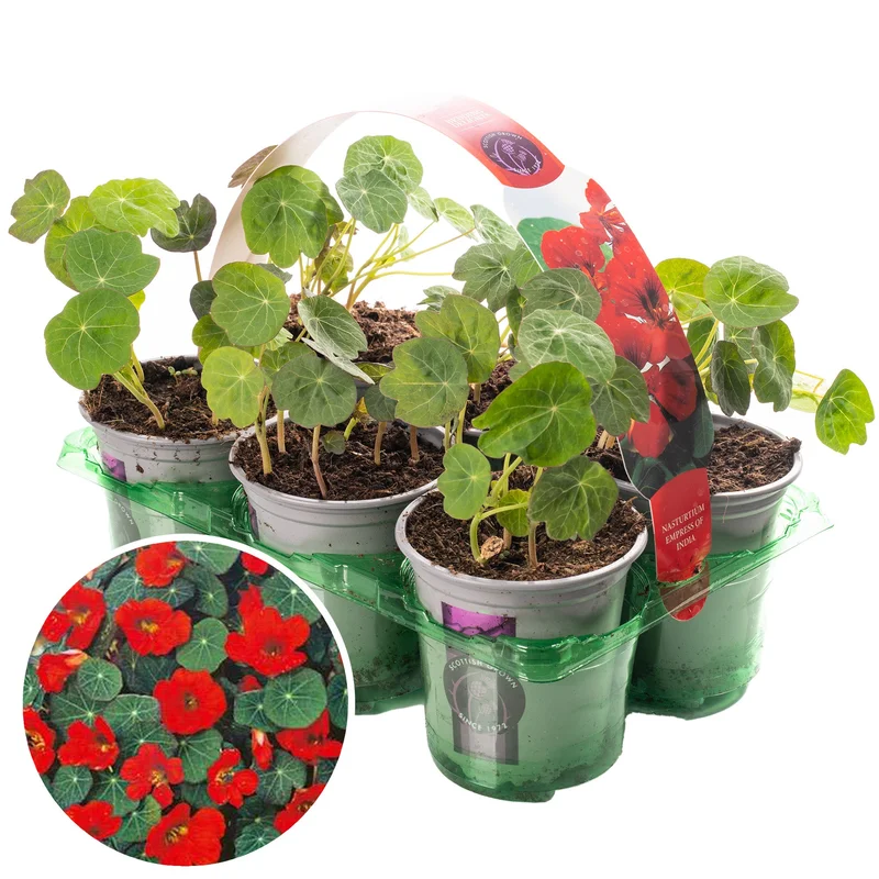 247plants3920477