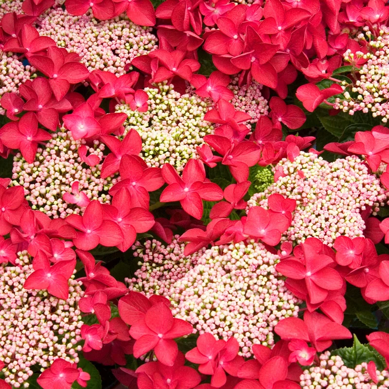 247plants3920648