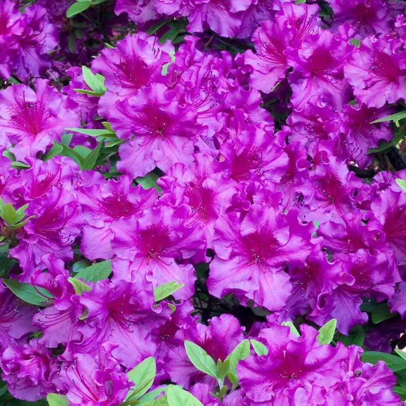 247plants3921092