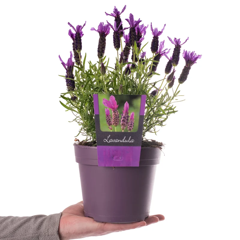 247plants3921646