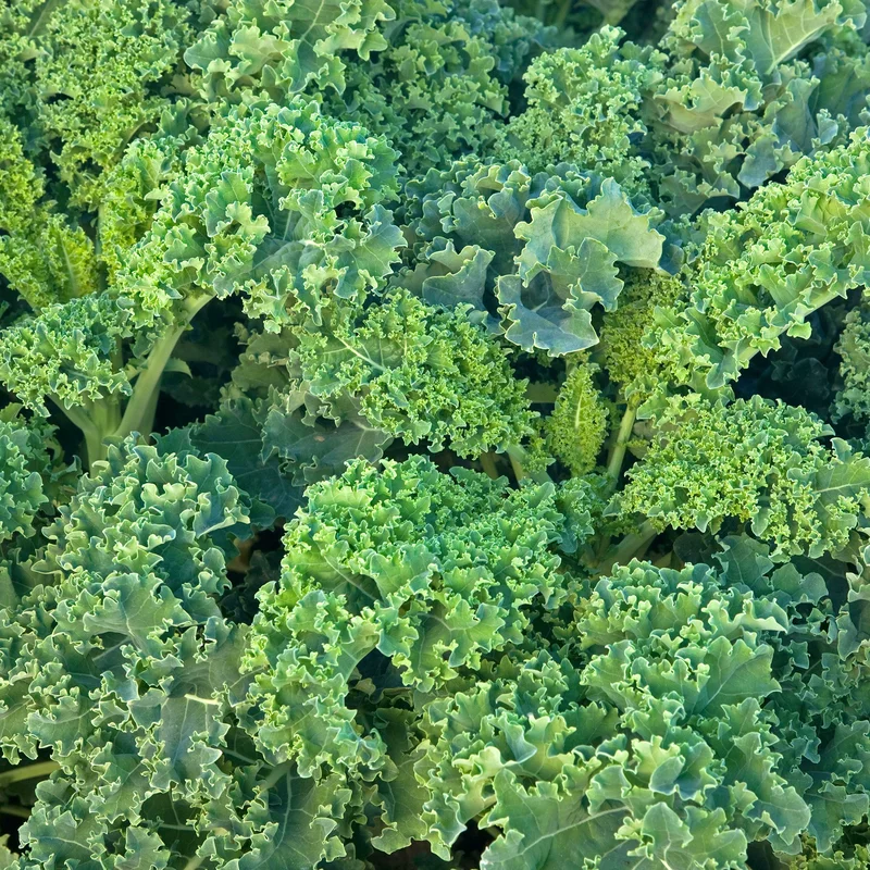 247plants3922102