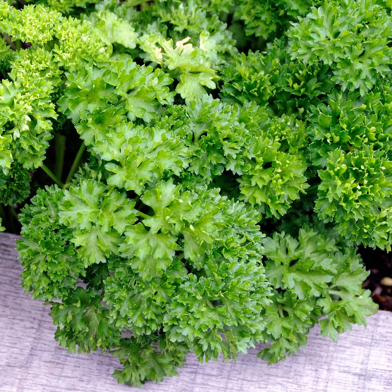 247plants3922538