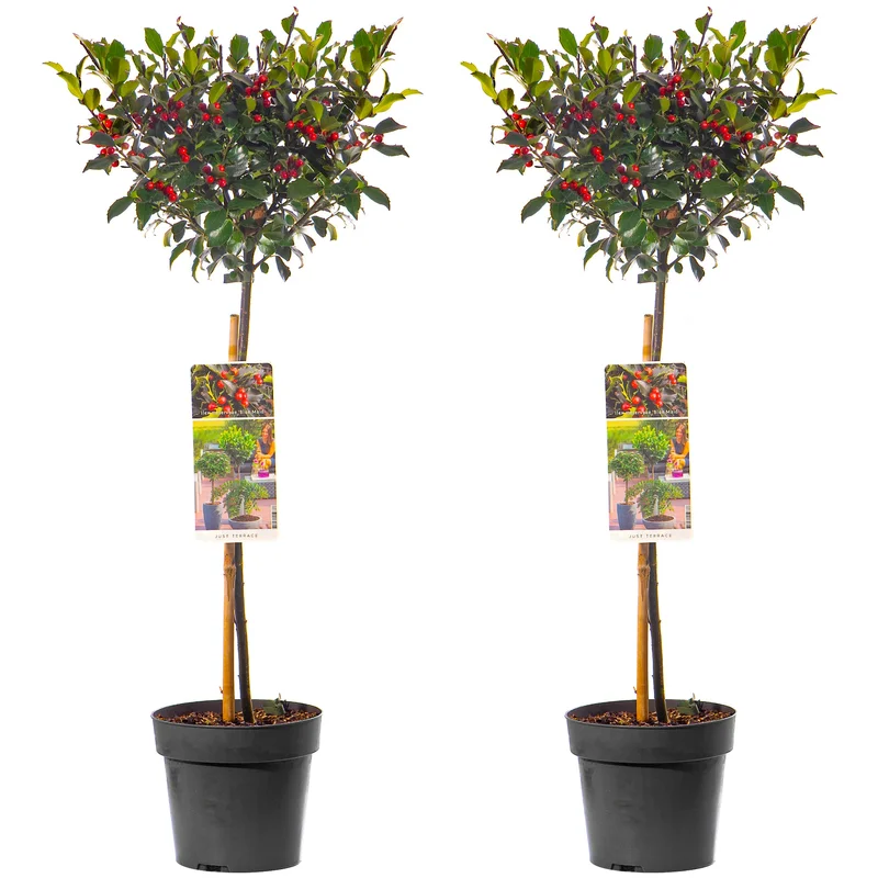 247plants3923184