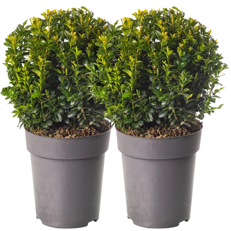 247plants3923329