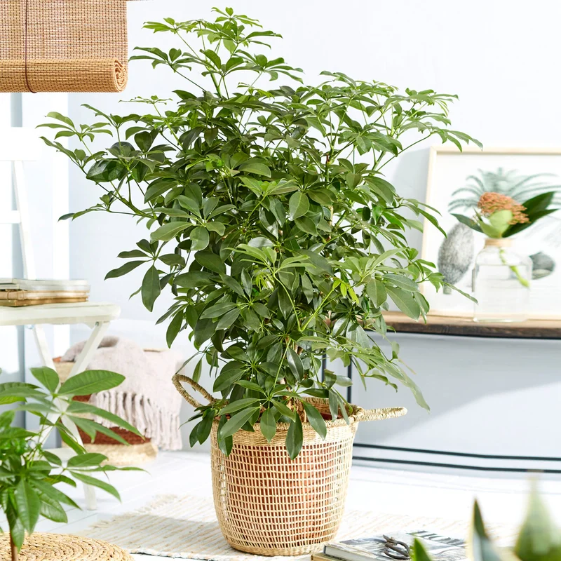 247plants3923391